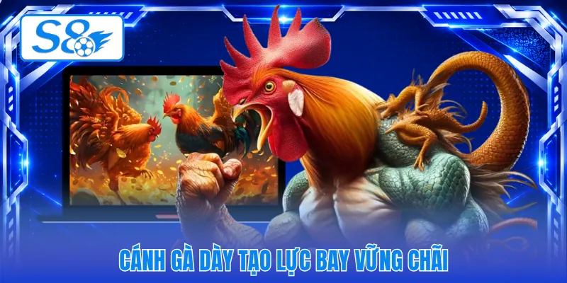Cánh gà dày tạo lực bay vững chãi