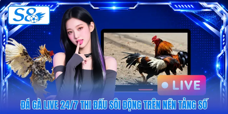 Đá gà live 24/7 thi đấu sôi động trên nền tảng số
