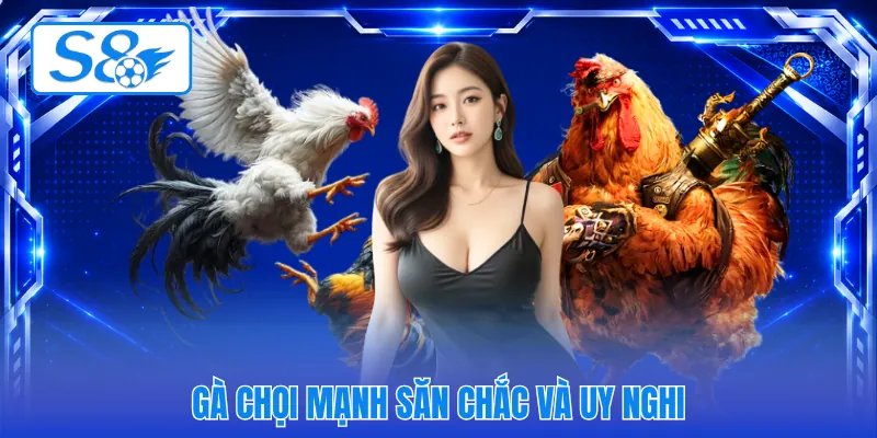 Gà chọi mạnh săn chắc và uy nghi