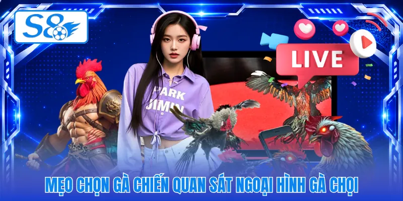 Mẹo chọn gà chiến quan sát ngoại hình gà chọi